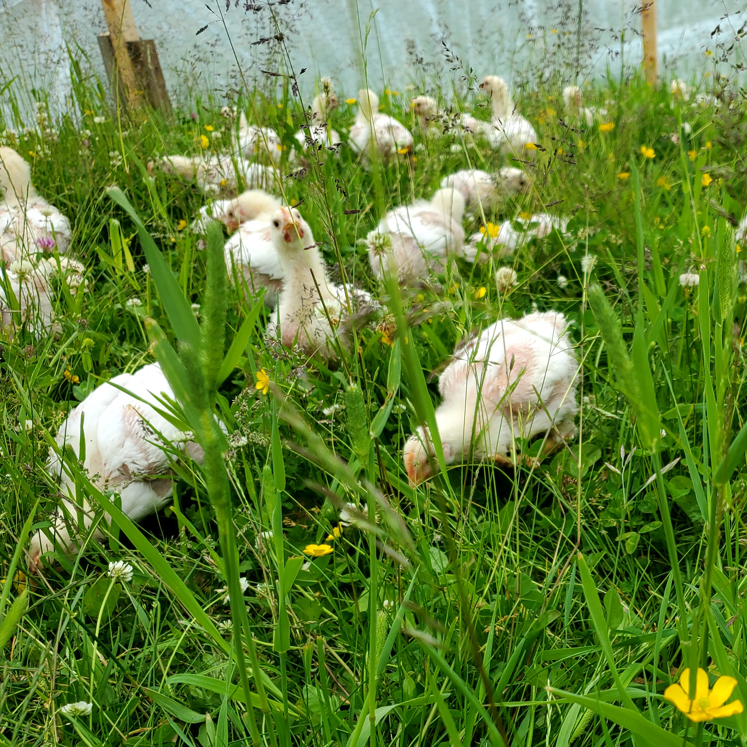 A flock of chicks in grass