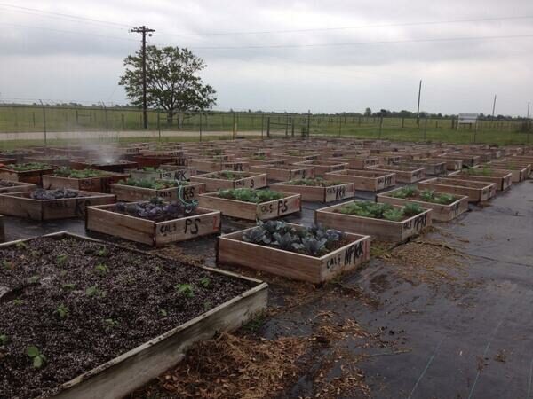 vegetables in raised pine boxes