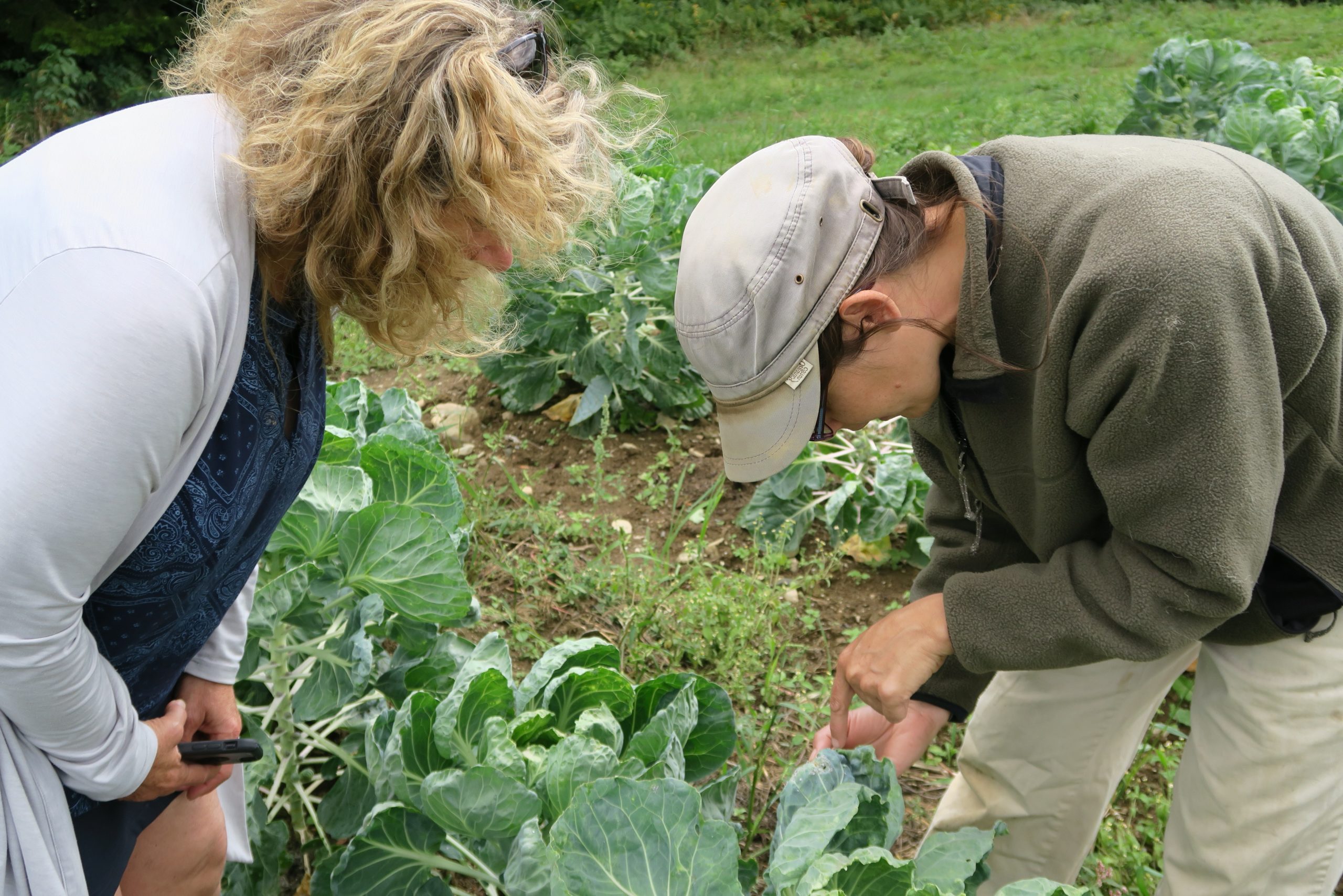 looking at plants