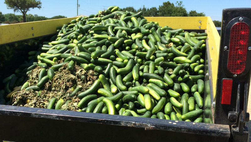 Truck bed of cucumbers
