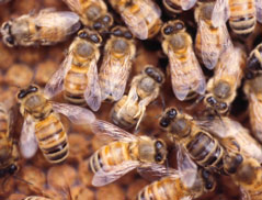 Photo B. A worker honey bee with deformed wings.