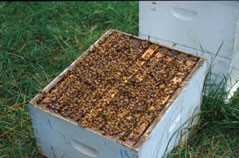 Photo G. A strong population of workers ready for winter.