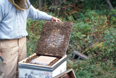 A formic acid pad similar to the Mite-Away II pad.