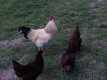 Roosters