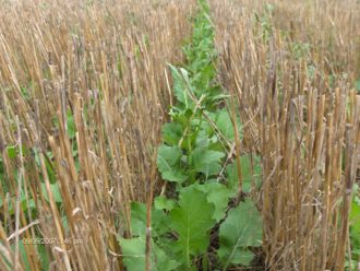 A row of green leafy crops in between tall brown stalks