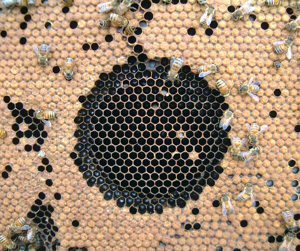 An example of a hygienic bee colony