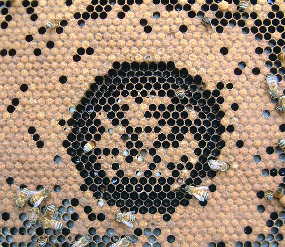 An example of a non-hygienic bee colony