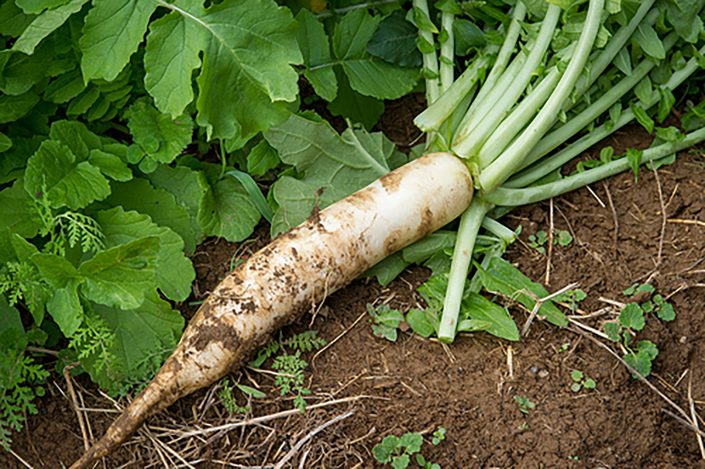 dirt covered fodder turnip sitting in soil