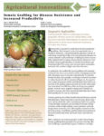 Tomato Grafting Fact Sheet