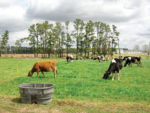 A field of cows eating grass inside of a wired fence.