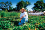 A man kneels down in a field of green crops, wearing blue jeans, a tee shirt, glasses, and a straw hat with a greenhouse in the background.