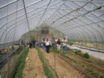 the inside of a high tunnel