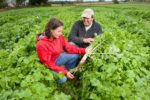 Researcher and farmer holding a tillage radish