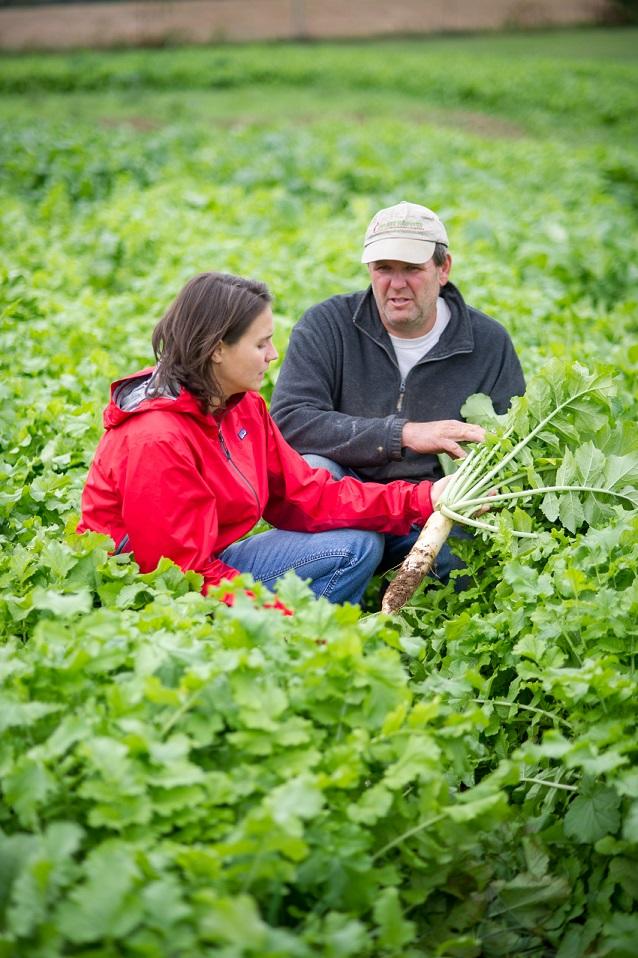 man and woman in a radish field looking at a tillage radish