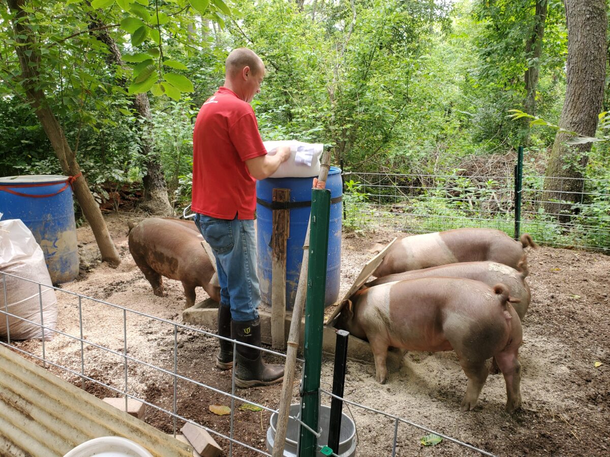 Man standing with pigs outside