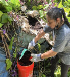 Student placing compost in bucket