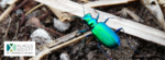 xerces society_south