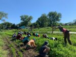 kids learning and working in farm field