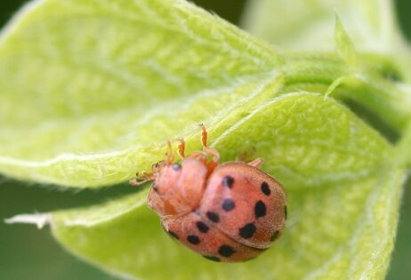 A red bug with black spots on a light green leaf