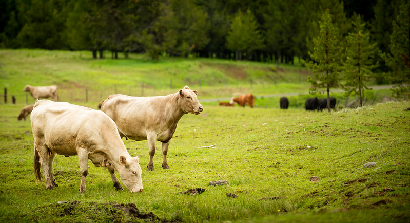 Cows grazing in a field