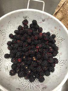 Primocane blackberries Primocane blackberries in a white colander