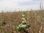 Cotton and cover crops