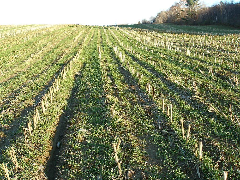 wide field of cover crops
