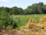 A vibrant green field with forest in the background and hay in the foreground. Farmers standing around a cabbage crop.