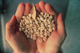 Lupin cover crop. Lupin cover crop.