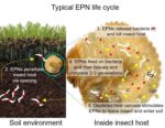 Entomopathogenic Nematodes