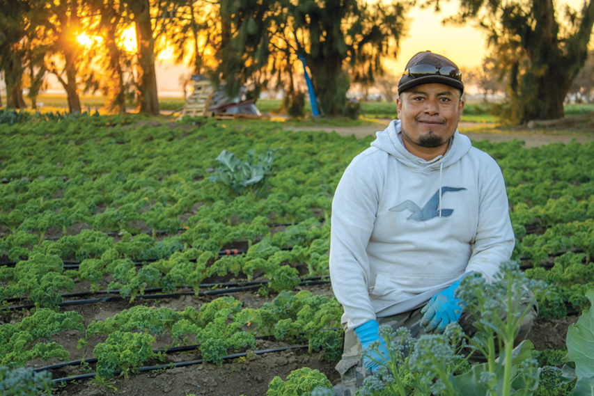 Farmer kneeling in vegetable field