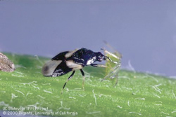 Hemiptera: Anthocoridae Adult minute pirate bug   (Orius tristicolor)