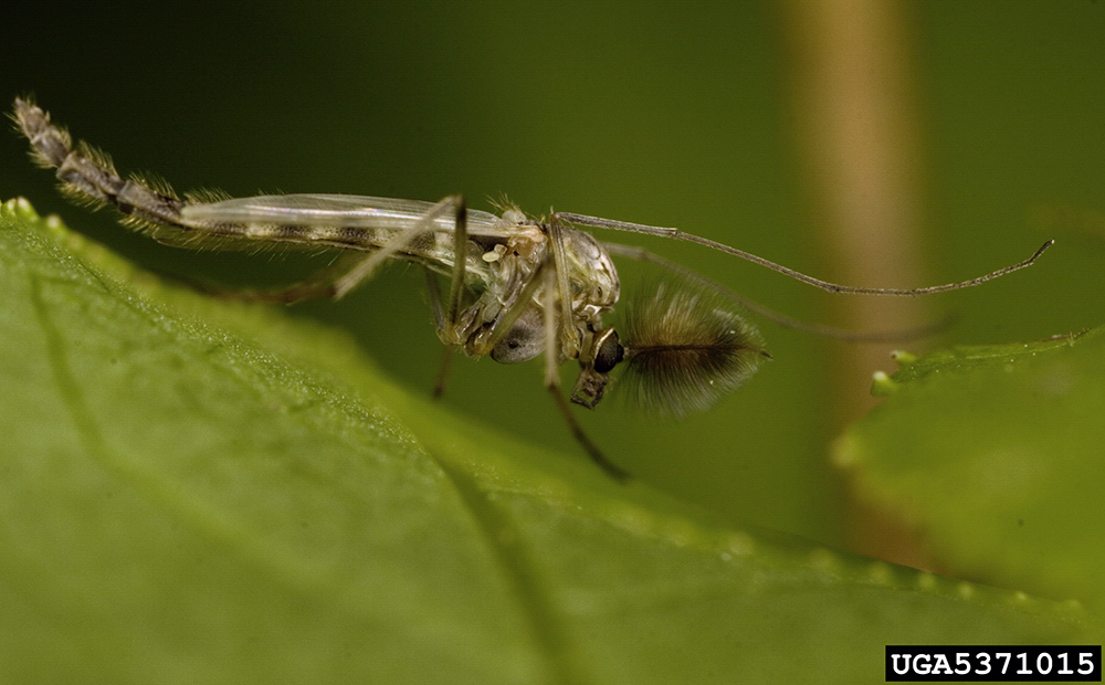 Male midge adult with characteristic plumose antennae.