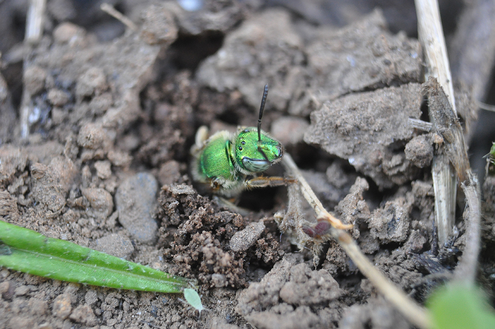 Green sweat bee excavating nest in ground