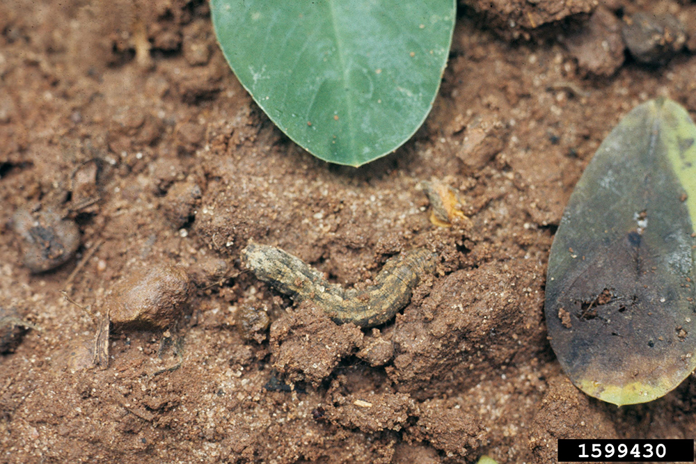 Granulate cutworm caterpillar on soil. 