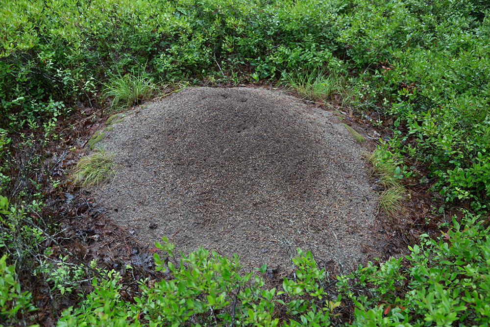 Allegheny mound ant nest. 