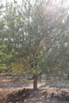 Almond tree in research field