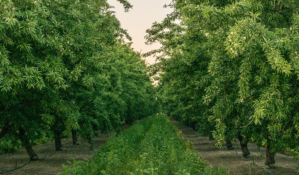 Cover crops growing in a strip between rows of almond trees