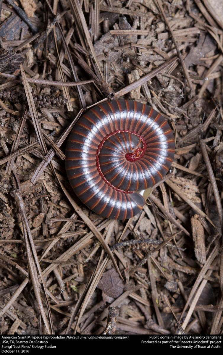 American giant millipede curled in a defensive position on the ground