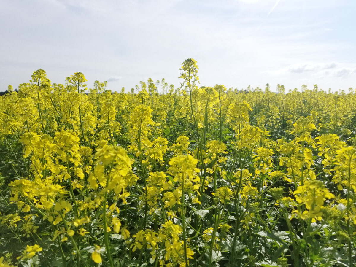 field of yellow flowering condiment mustard