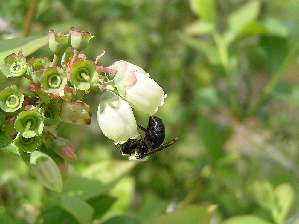 Mining bee (Andrena sp.) on a blueberry flower.