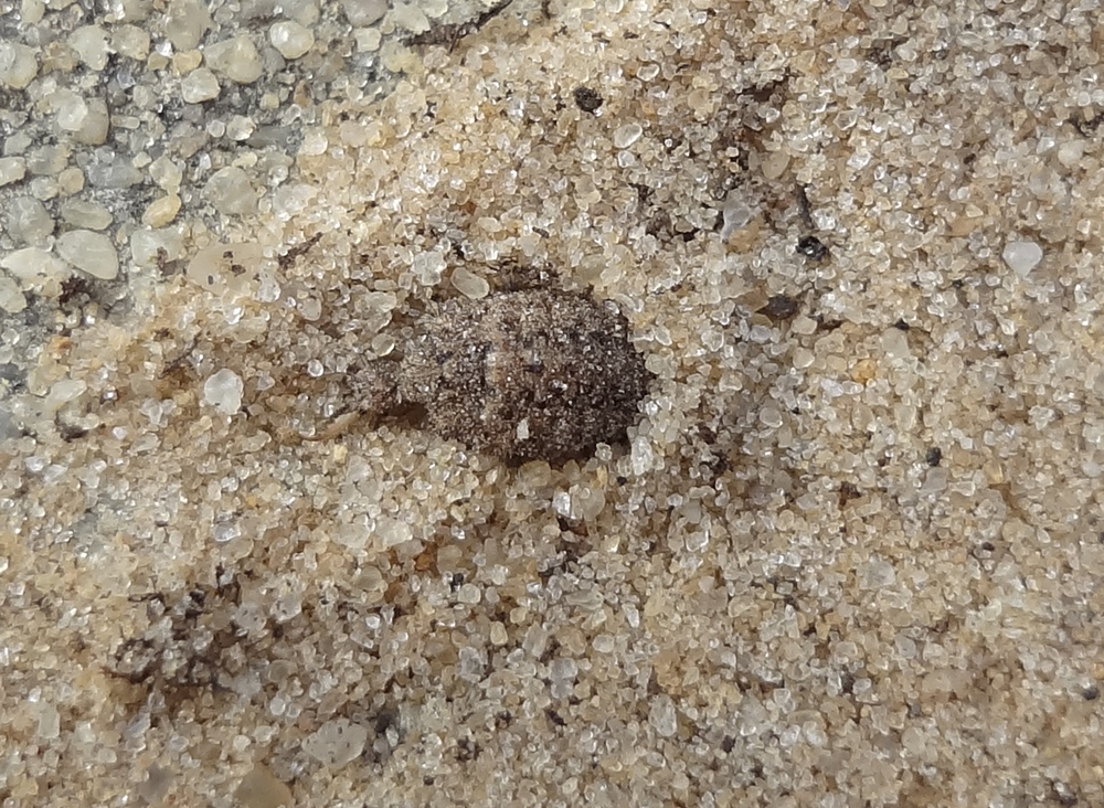 Close-up of larva hiding in a tiny hole of a dirt pit trap.