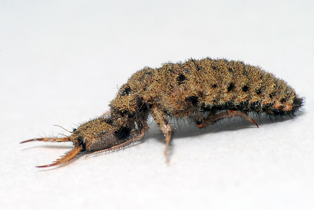 Antlion larva with long pincers and a scaly back. 