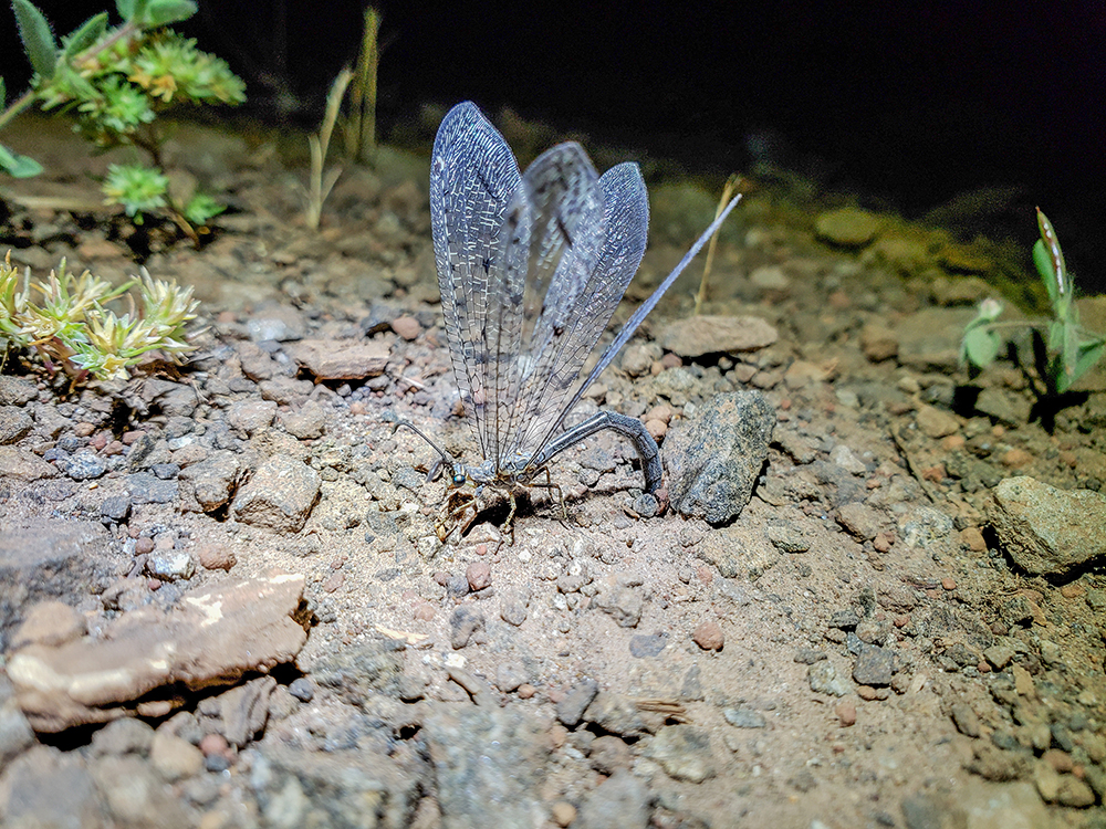 potted-winged antlion with long wings and slender body laying eggs in soil 