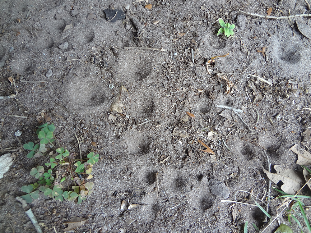 Antlion larval pit traps.