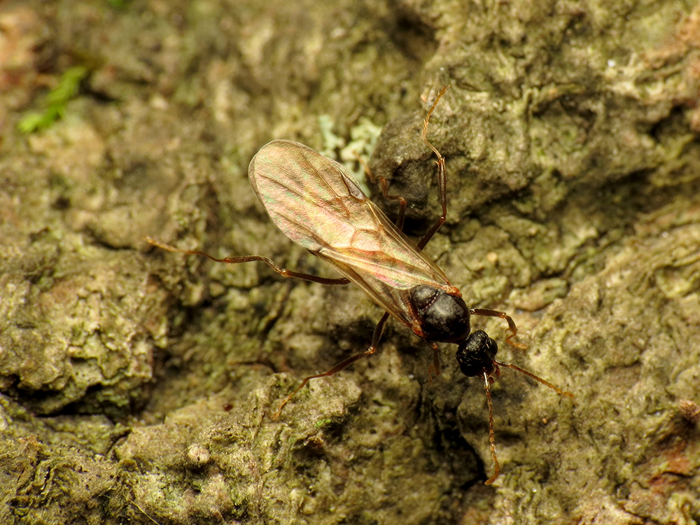 Male Aphaenogaster ant. 