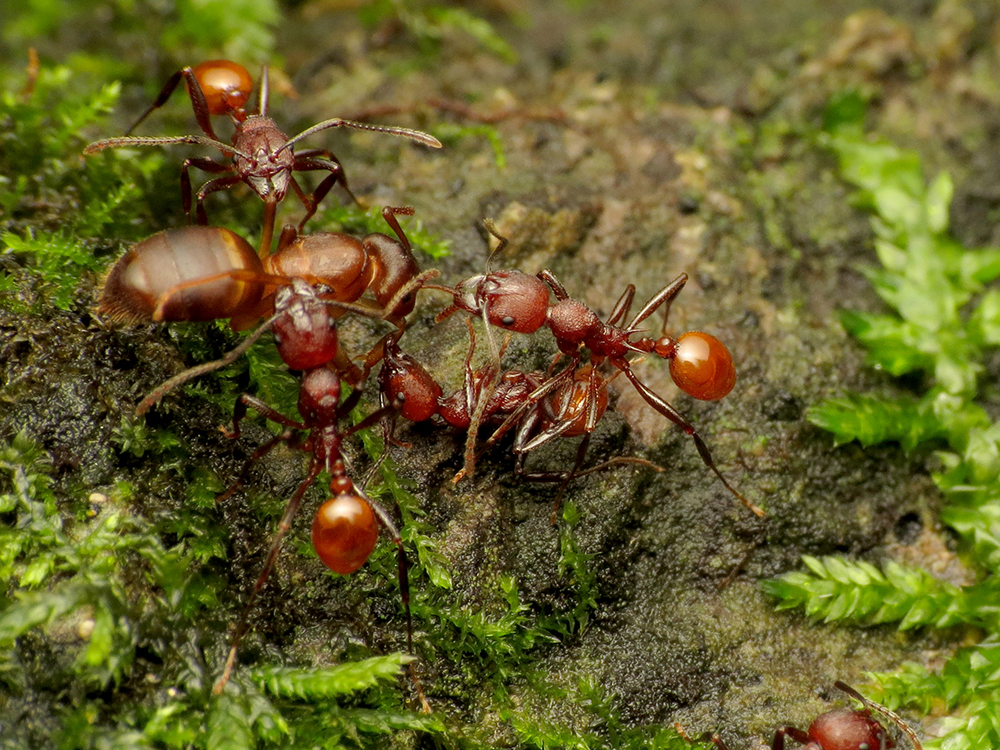 Red colored Aphaenogaster worker ants carrying a queen.