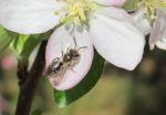 Mining bee on a pink and white flower
