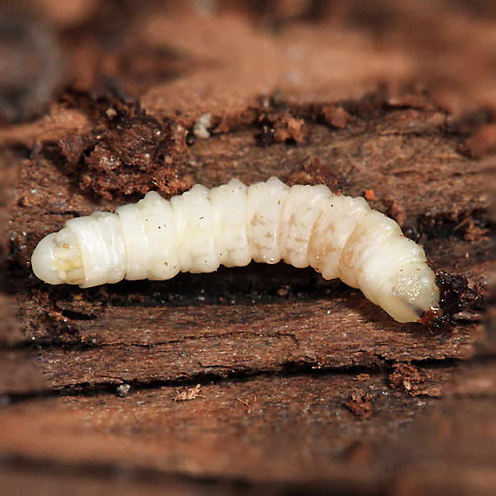 White bodied robber fly larva on bark. 