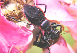 Hemiptera: Reduviidae Assassin bug   (Apiomerus crassipes)